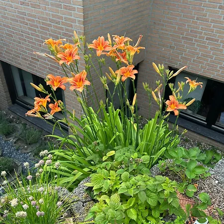 Mit Infrarotsauna 公寓 斯费尔德